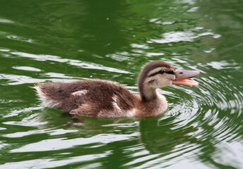 Happy Duckling swimming in the lake in Indianapolis, Indiana, US