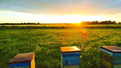 Fototapeta na wymiar bee hives in the meadow