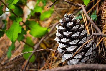 Pine cone on the ground in the forest. Selective focus.