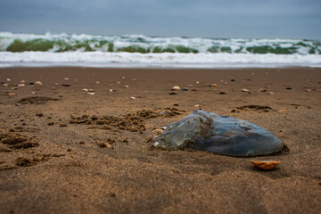 Jelly fish on the beach