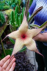 Stapelia sp., - large stinky flower of a succulent plant in a botanical garden, Odessa