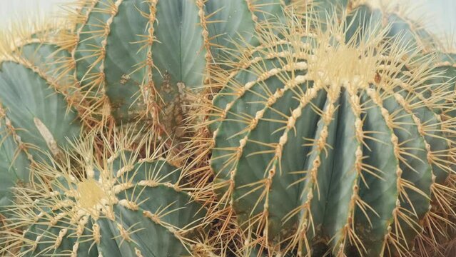 Close-up of an Australian cactus, sharp cactus needles. A wild plant in the desert