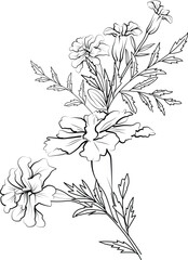outline marigold drawing, hand drawn outline marigold drawing botanical branch of buds illustration, marigold flower sketch art isolated on white background clip art