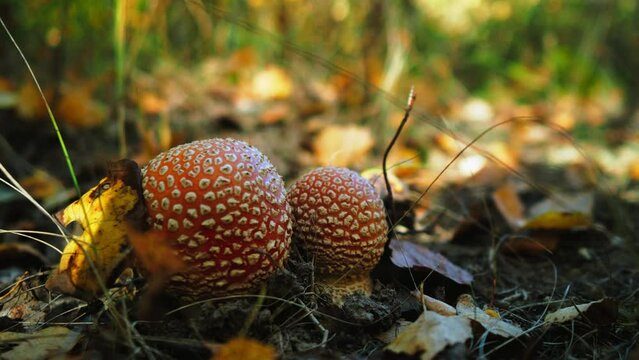 A red fly agaric mushroom with white spots on the cap, growing in an autumn forest among fallen leaves. Sunlight filters through the tree branches and illuminates the mushroom. Sharpness, detail. 4k