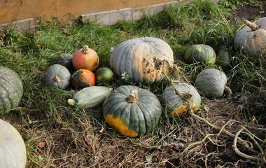 pumpkins on the ground