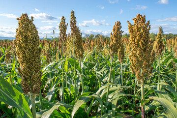 field of millet