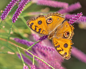 A Peacock Pansy