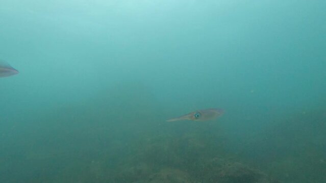 coral reef in the sea 
