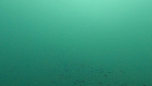 coral reef in the sea 