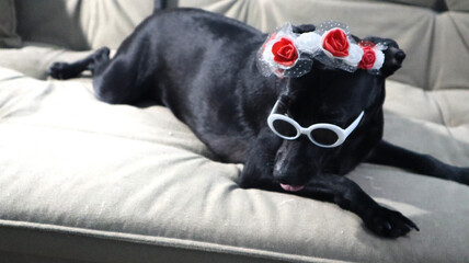 Cachorro de tiara e óculos escuro deitado no sofá - obrazy, fototapety, plakaty