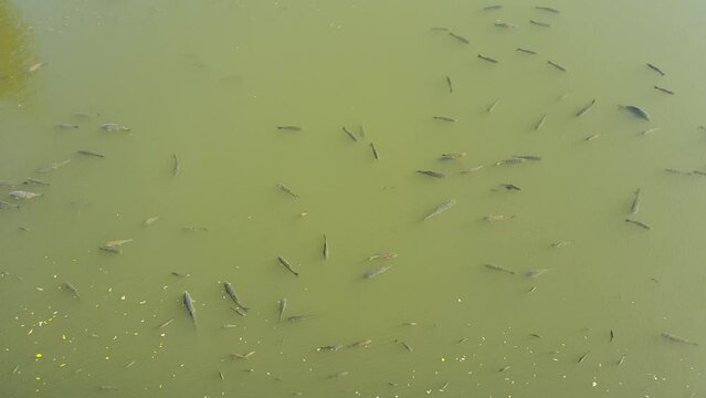 Many giant carp fish swimming in the water reservoir Bystricka near to dam wall in Czech republic. Sunny Autumn day.