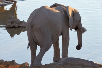 Obraz premium Afrikanische Elefanten trinken am Wasserloch bei Halali im Etoscha Nationalpark in Namibia.