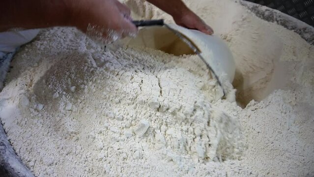The cook scoops up flour with a bucket. A baker kneads dough for baking bread at a craft bakery.
