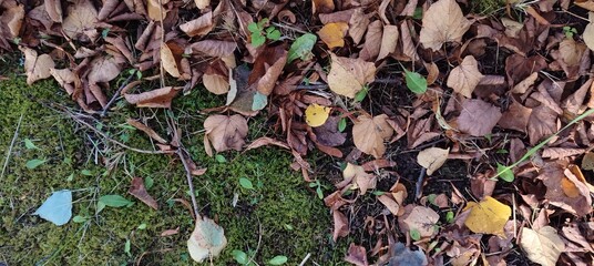 moss growing on humid forest floor surrounded with fallen dry leaves