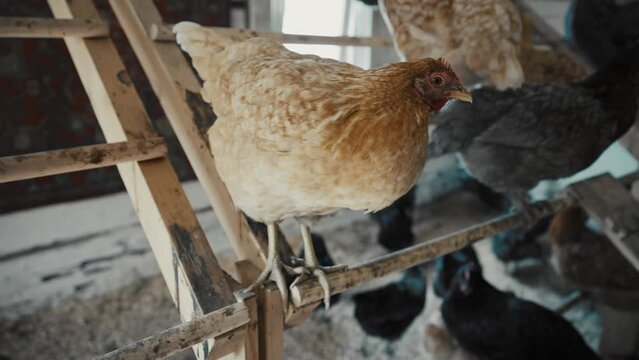 Laying hens sit on a sedal on a home mini chicken farm. Production of chicken and eggs.