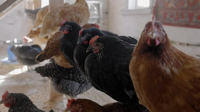Laying hens sit on a sedal on a home mini chicken farm. Production of chicken and eggs.