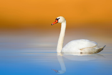 Swan swimming in a wonderful nature. Yellow blue nature background. Mute Swan. (Cygnus olor)