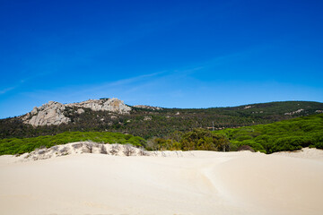 Dunes at Tarifa beach, nature vibrant background with green trees in a row with blue sky and sand
