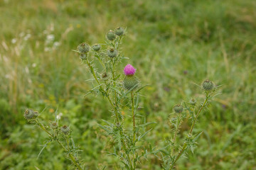 Flowering thistle in the field