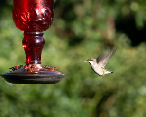 hummingbird feeding at feeder