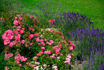 róża i lawenda, lawenda wąskolistna - lavender, (lavandula angustifolia, Rosa), różowe róże i fioletowa lawenda, pink garden roses, flowerbed, ogród kwiatowy, pink roses and lavender