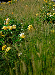 kwitnąca rozlpenica i z&oacute;łte r&oacute;że, rozplenica japońska (Pennisetum alopecuroides), Pennisetum grass, yellow rose and Pennisetum alopecuroides, fountain grass