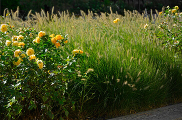 kwitnąca rozlpenica i zółte róże, rozplenica japońska (Pennisetum alopecuroides), Pennisetum grass, yellow rose and Pennisetum alopecuroides, fountain grass © kateej