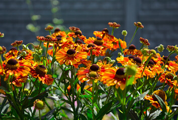 Dzielżan jesienny (Helenium autumnale) na rozmytym tle, pomarańczowy dzielżan, common sneezeweed, large-flowered sneezeweed, bokeh - obrazy, fototapety, plakaty