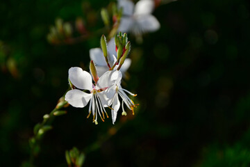 Gaura Lindheimera - Gaura lindheimeri, białe kwiaty na czarnym tle, gaura w słońcu, gaura flower in the sun on the black background © kateej