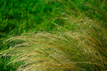 ostnica cieniutka na tle trawnika, Stipa tenuissima, trawa ozdobna - obrazy, fototapety, plakaty