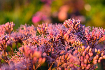 Sadziec plamisty (Eutrochium maculatum ), kwitnący sadzic na rozmytym tle, rózowe kwiaty, spotted joe-pyeweed