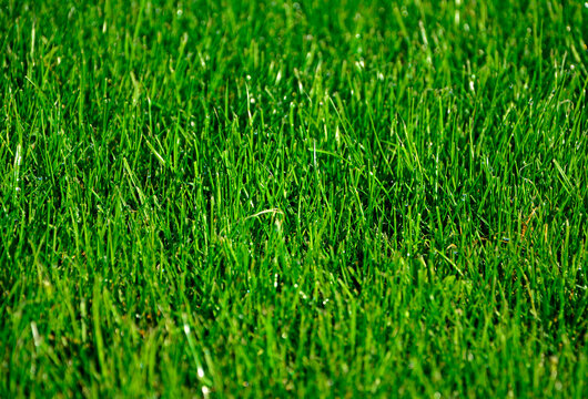 zielona trawa z poranną rosą w słońcu, green grass with morning dew in the sun