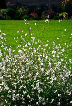 Gaura Lindheimera - Gaura lindheimeri, kwitnąca gaura na tle trawnika, gaura w słońcu, gaura flower in the sun