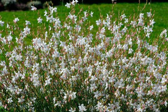 Gaura Lindheimera - Gaura lindheimeri, kwitnąca gaura na tle trawnika, gaura w słońcu, gaura flower in the sun, Lindheimer's beeblossom, white gaura, pink gaura, Lindheimer's clockweed, Indian feather