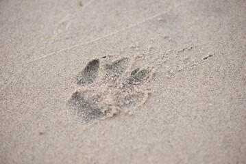footprint in sand
