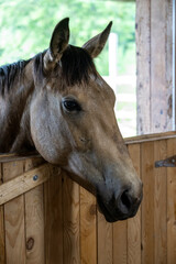 A beautiful baby horse in the barn door