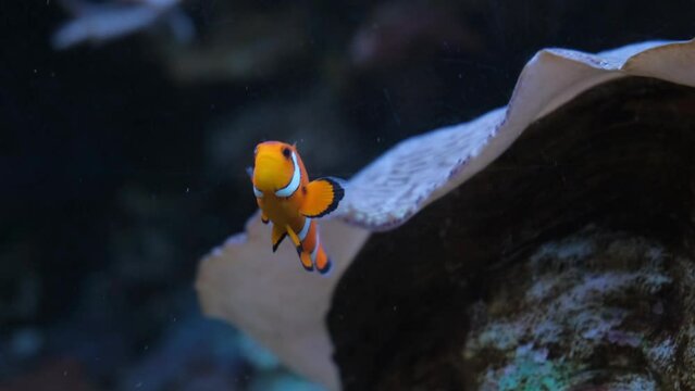Nemo the clownfish swims underwater. Snorkeling on a coral reef. Tropical fish