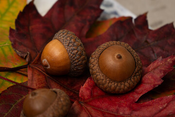 Acorn