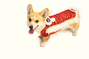 Welsh Corgi dog wearing a Chinese dragon costume, on an isolated background, studio shot. Symbol of the year according to the Chinese calendar. Year of the Dragon. New Year 2024.