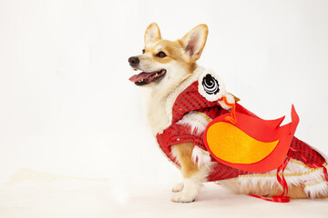 Welsh Corgi dog wearing a Chinese dragon costume, on an isolated background, studio shot. Symbol of...