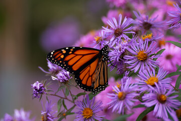 orange butterfly