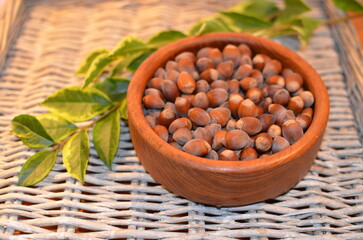 Hazelnuts with green sprigs in a wooden plate
