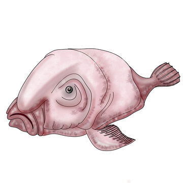 Cute Blobfish Vector Clipart Stock Illustration - Download Image Now - Blob,  Fish, Anthropomorphic Face - iStock