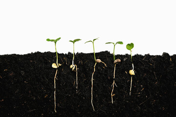 Plant sprout grows germinating with isolated white background