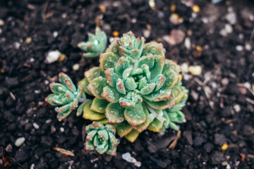 close up of succulent 