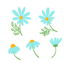 Drawing of Daisy's flower. Vector hand-drawn floral object. A set of chamomile. A wild botanical garden is blooming. Great for tea packaging, labels, badge, greeting cards, décor