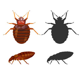 Bed Bugs - Genus Cimex - Stock Illustration - obrazy, fototapety, plakaty
