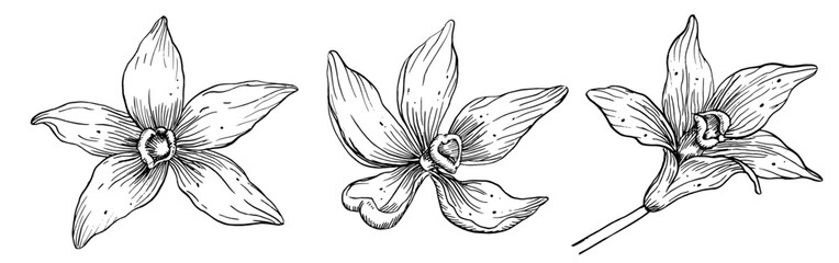 Vanilla Flowers set. Hand drawn vector illustration of orchid plants on white isolated background. Linear drawing of herbal ingredient for cooking or aroma flavor. Etching of Floral bundle. © Alisles