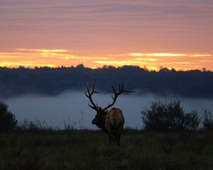 Rocky Mountain Bull Elk at Sunrise Elk Country Pennsylvania PA