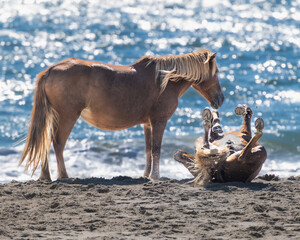 Assateague Island Wild Ponies